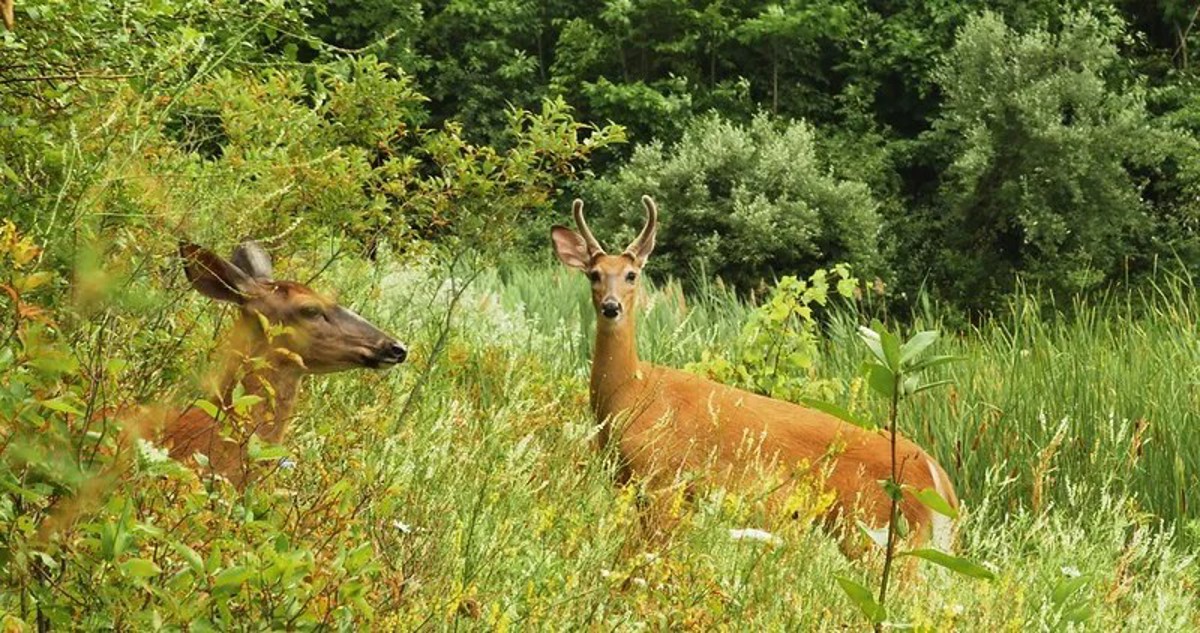 Deer Image (2)