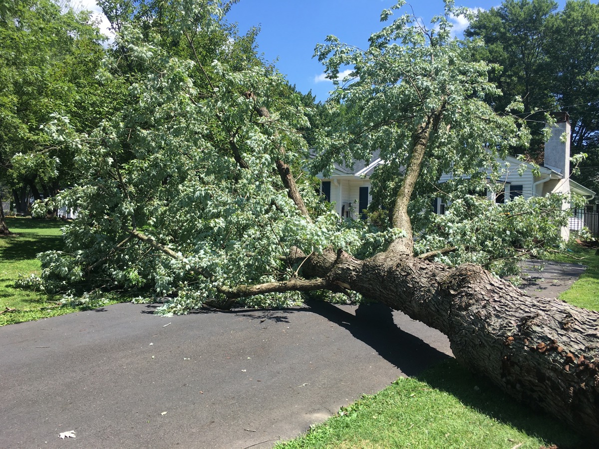 Tree Blocking Driveway After Storm