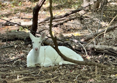 City of Farmington Hills Confirms Death of Rare Albino Deer