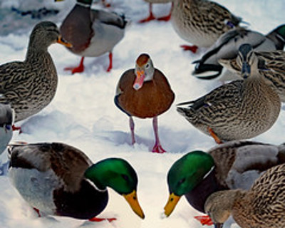 City of Farmington Hills Clarifies Impact of Newly Passed State Wildlife-Feeding Bill
