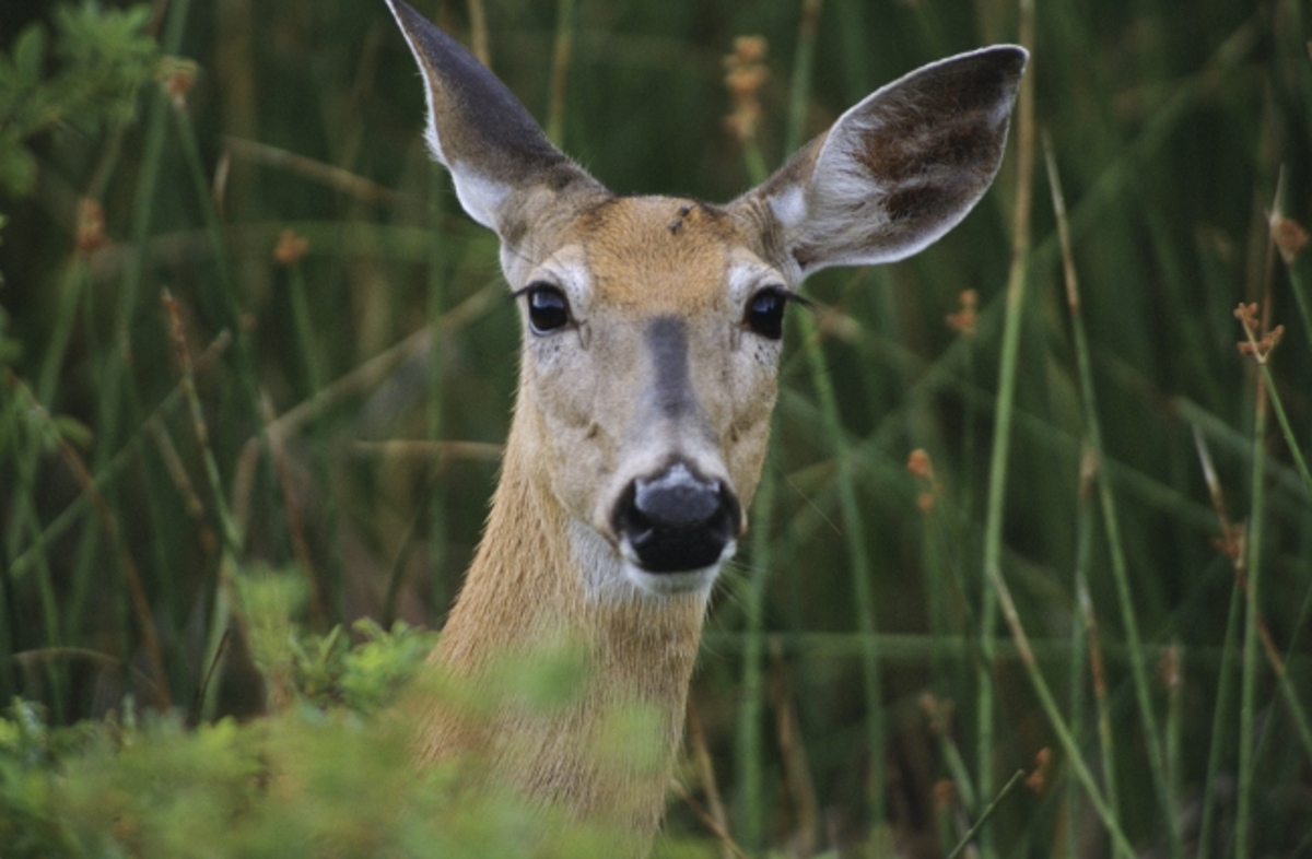 Deer Image 2 (1)