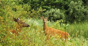 City Of Farmington Hills Announces Wildlife Biologist to Support Regional Deer Management Efforts
