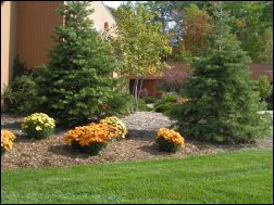 Pine trees and flowers in a garden