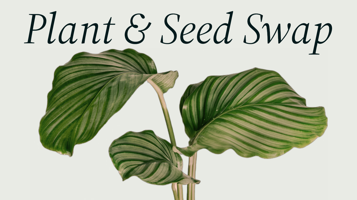 Plant Seed Swap Thumbnail