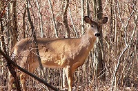 Deer in Woods