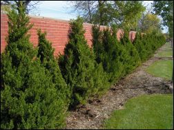 Shrubs along a brick wall