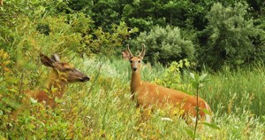 Cities Release First-Year Results of Regional Deer Management Program