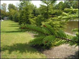 Pine tree branch