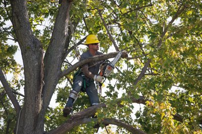 DTE Tree Trim Inquiry Form