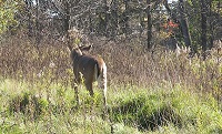 Deer in field